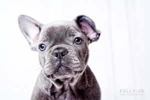French Bulldog Puppies | © Kelly Jo