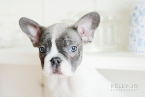 French Bulldog Puppies | © Kelly Jo
