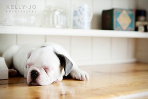 White French Bulldog Puppies | © Kelly Jo