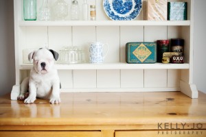 French Bulldog Puppies | © Kelly Jo Photography