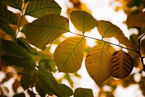 Autumn Colours | © Kelly Jo Photography