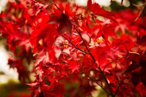 Autumn Colours | © Kelly Jo Photography
