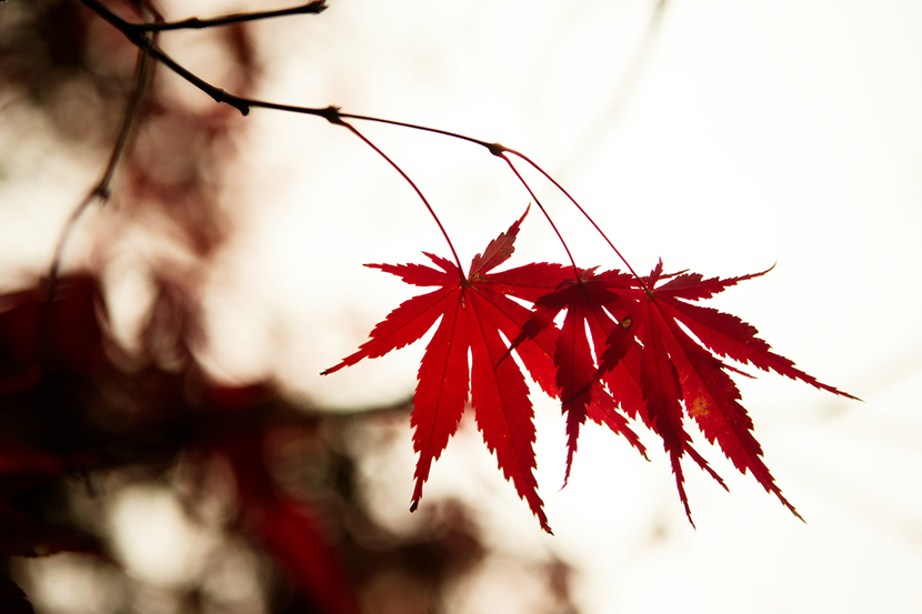 Autumn Colours | © Kelly Jo Photography