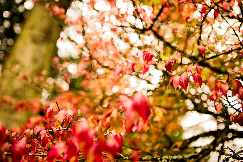 Autumn Colours | © Kelly Jo Photography
