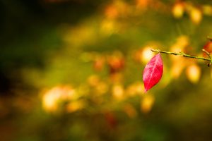 Autumn Colours | © Kelly Jo Photography