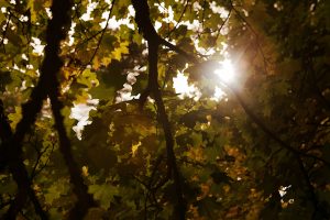 Autumn Colours | © Kelly Jo Photography
