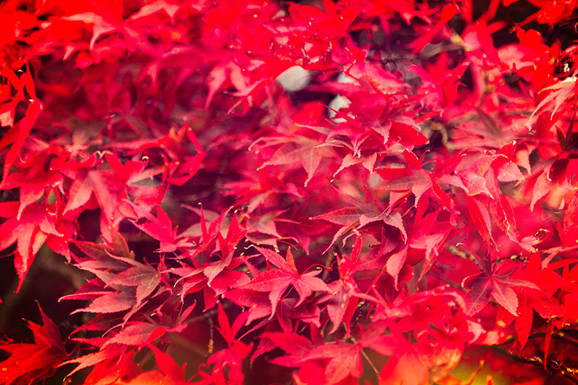 Autumn Colours | © Kelly Jo Photography