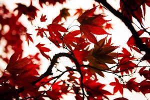 Autumn Colours | © Kelly Jo Photography