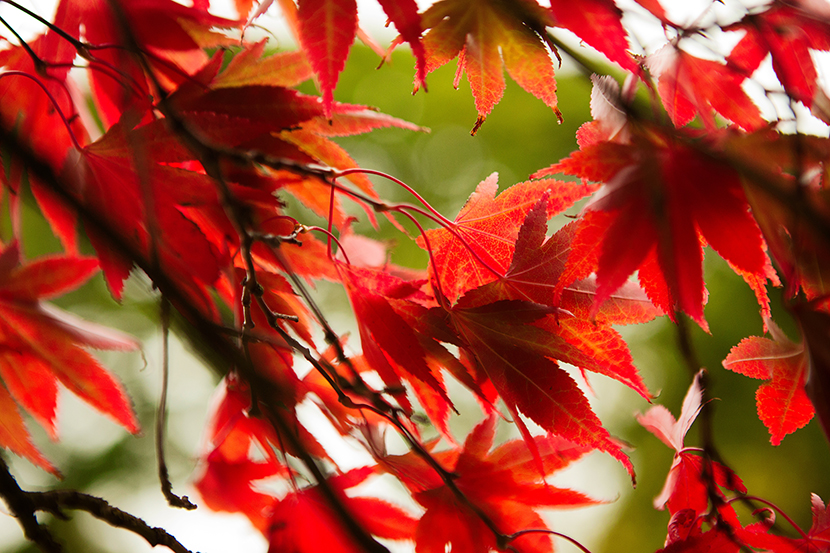 Autumn Colours | © Kelly Jo Photography